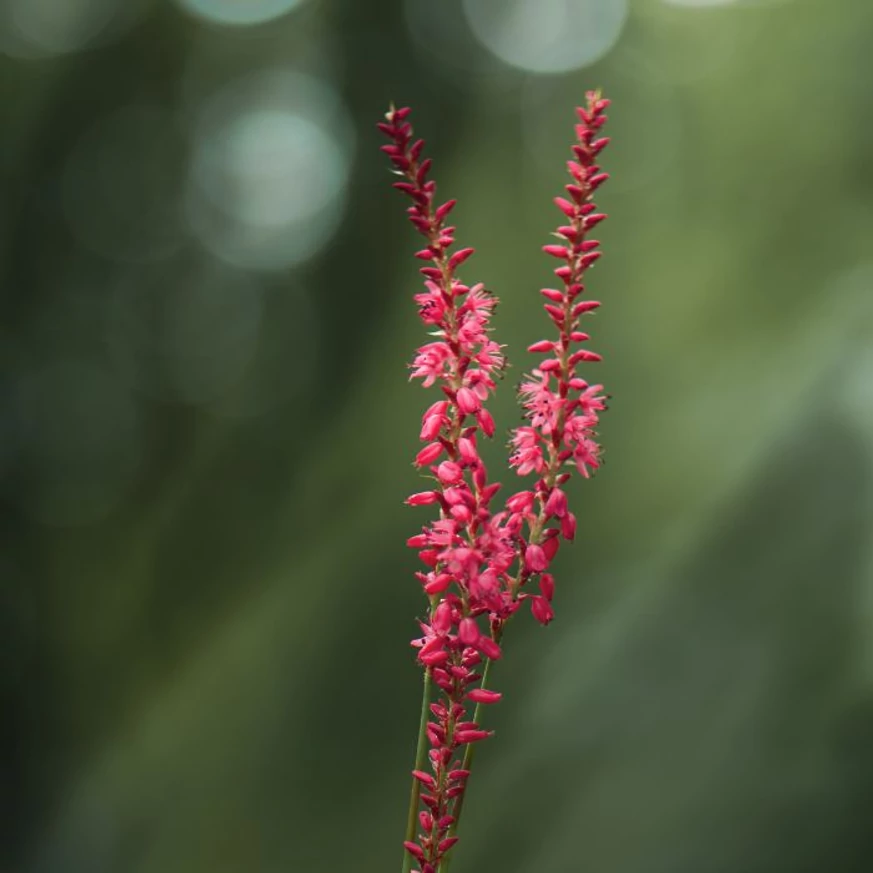 Persicaria filiformis virágzatai közelről.