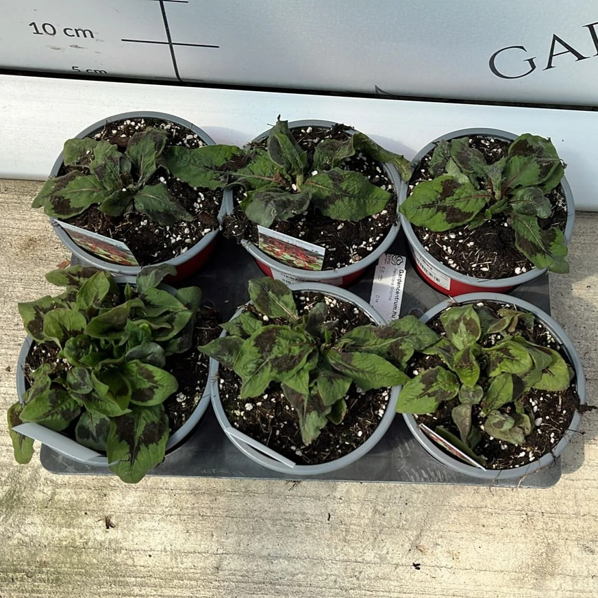 Persicaria filiformis keserűfű évelőink áprilisi kinézete kertészetünkben.
