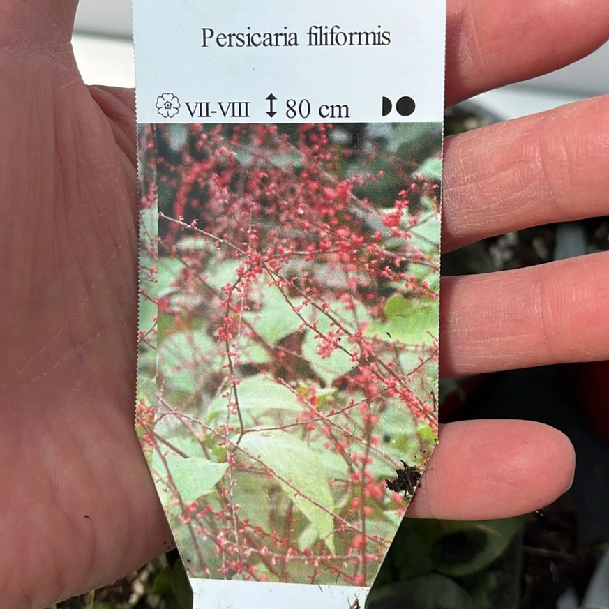 Persicaria filiformis évelő címkéje, virágzatának bemutatása.