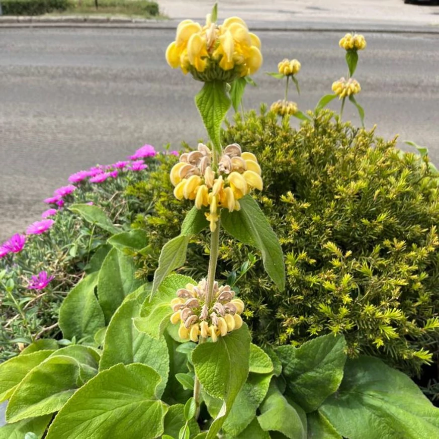 Phlomis russeliana évelő kinézete teljes díszértékében.