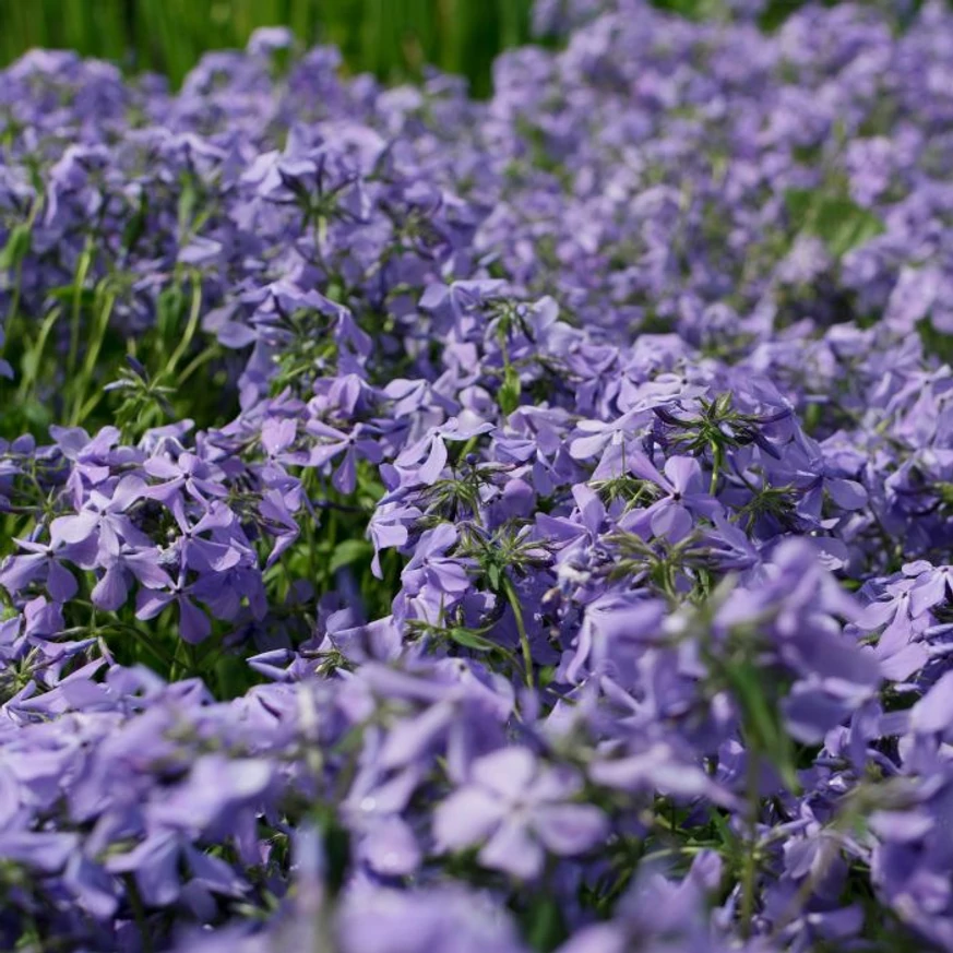A Clouds of Perfume erdei lángvirág tavaszi kék virágtengert alkot bokros habitusával. 