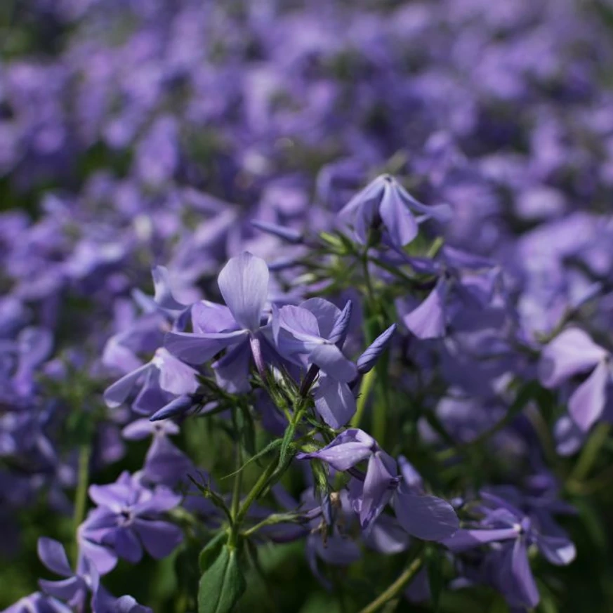 Lassan terjedő tövű, halványkék virágú a Phlox divaricata Clouds of Perfume évelő.