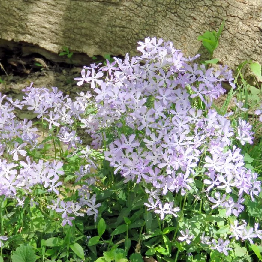 A Phlox divaricata May Breeze évelő virágzása szűrt fényben is bőséges.