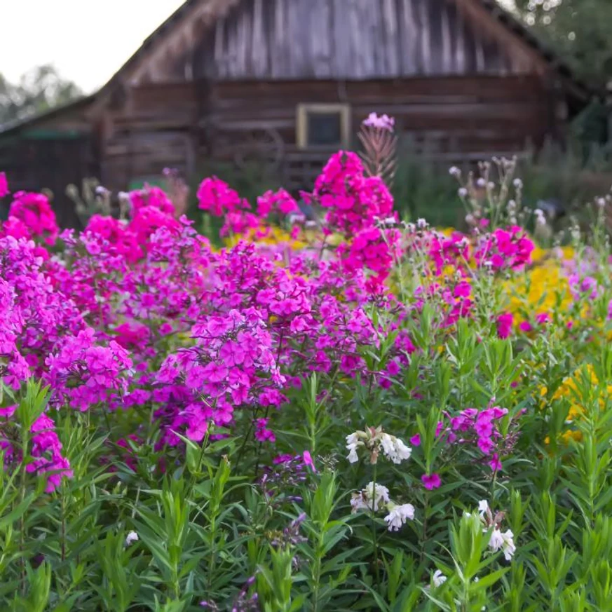 Rózsaszín Phlox paniculata évelők természetes hangulatú kiültetésben.