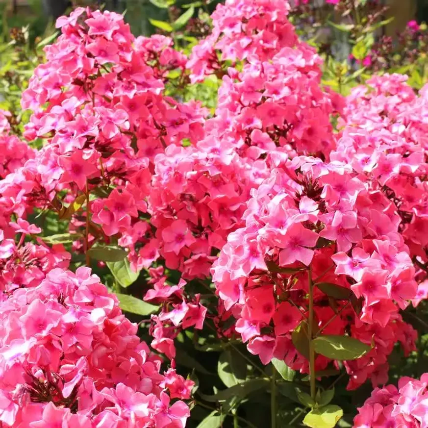 Phlox paniculata Sweet Summer Dream K2 - Rózsaszín bugás lángvirág