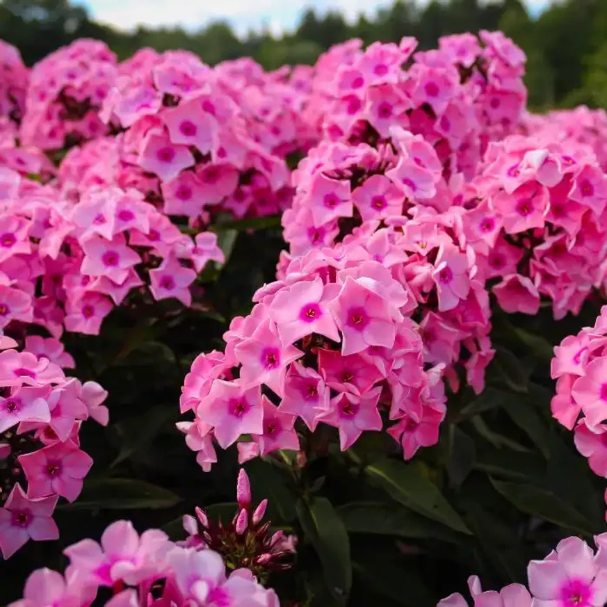 Phlox paniculata Sweet Summer Dream K2 - Rózsaszín bugás lángvirág