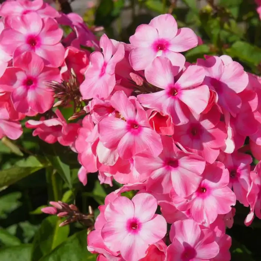 Phlox paniculata Sweet Summer Dream K2 - Rózsaszín bugás lángvirág