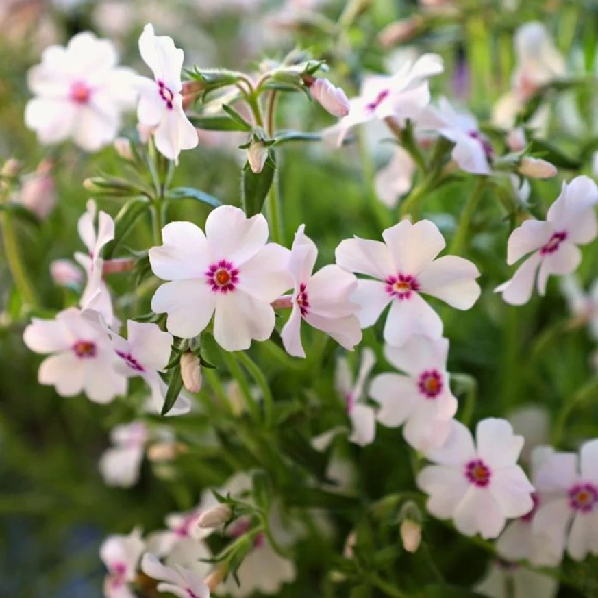 Phlox subulata Amazing Grace CS9 - Fehér árlevelű lángvirág