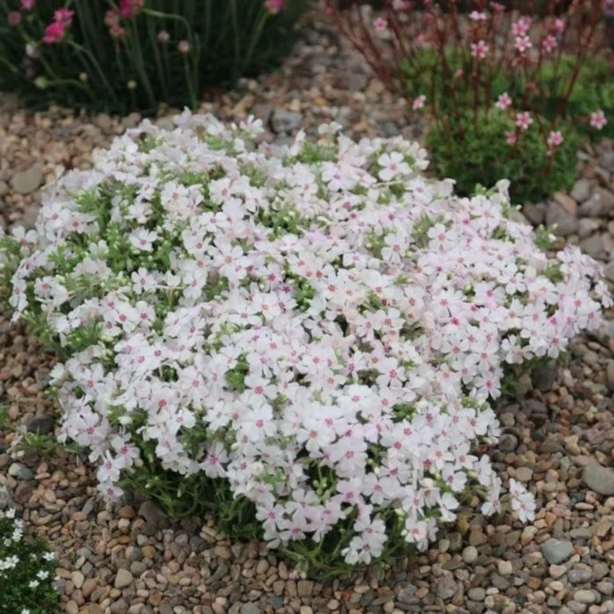 Phlox subulata Amazing Grace CS9 - Fehér árlevelű lángvirág