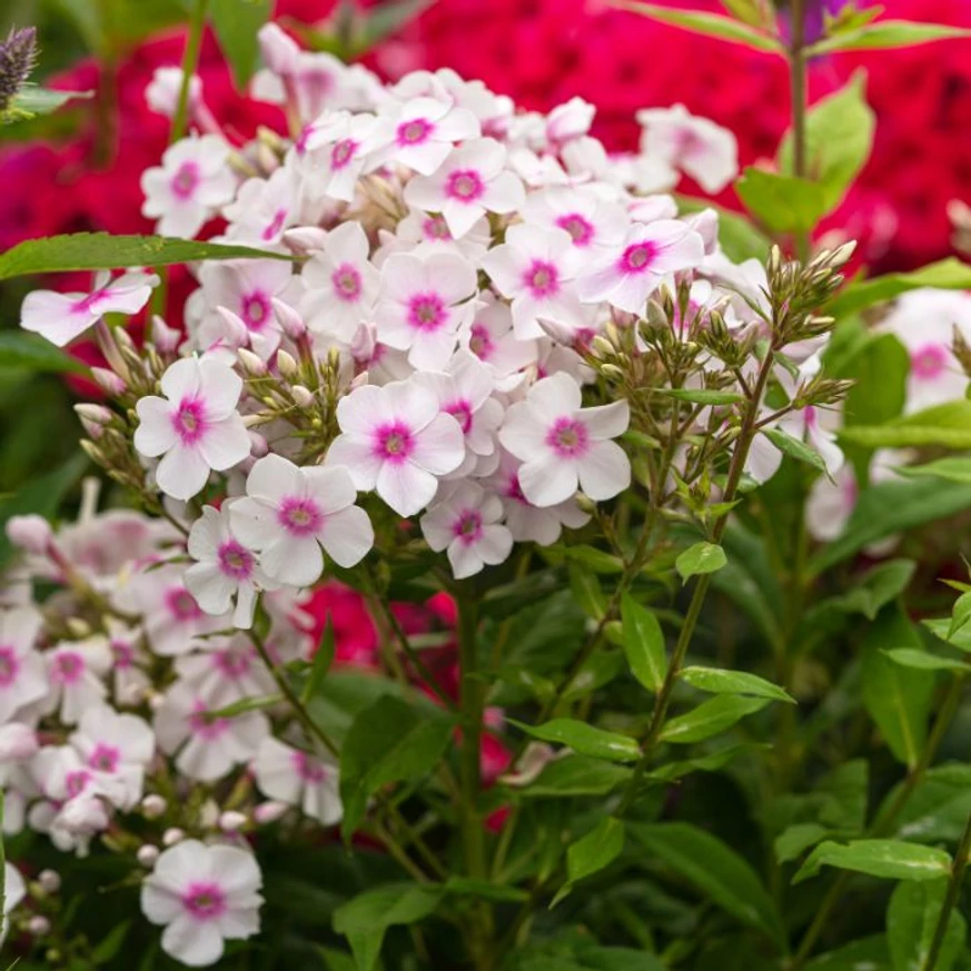 Phlox paniculata Europa - Bugás lángvirág