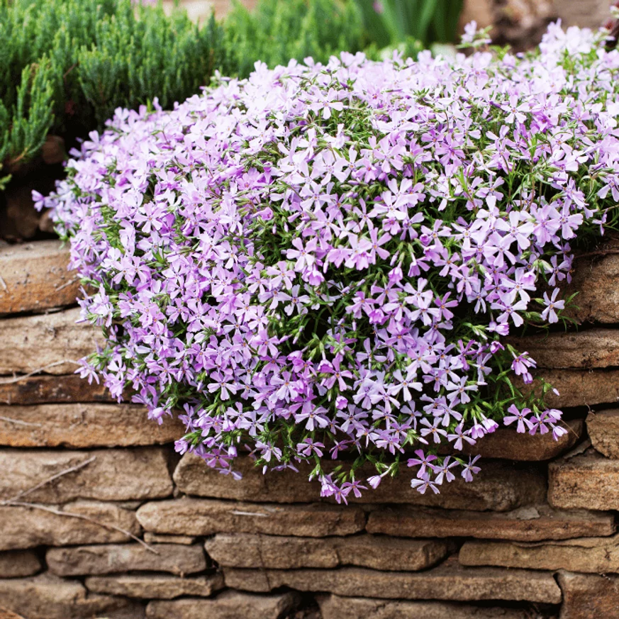 Phlox subulata CS9 - Fehér lángvirág