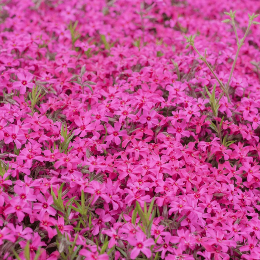Phlox CS9 - Rózsaszín terülő lángvirág