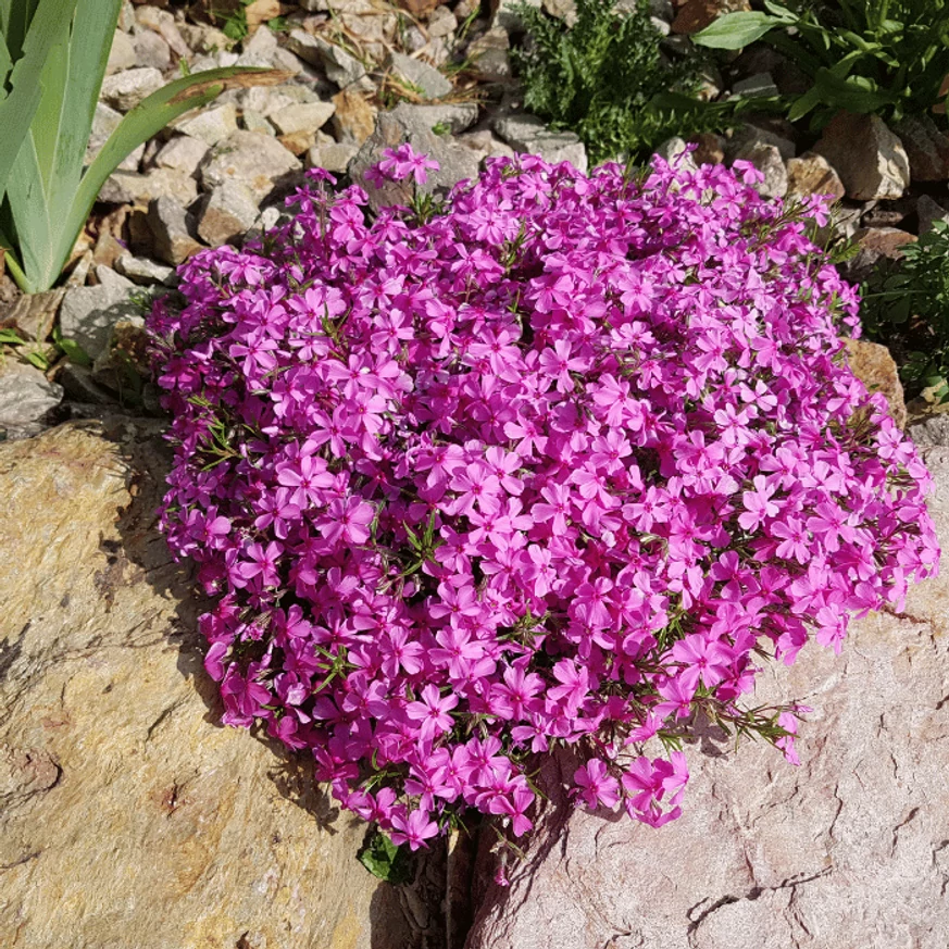 Phlox CS9 - Rózsaszín terülő lángvirág