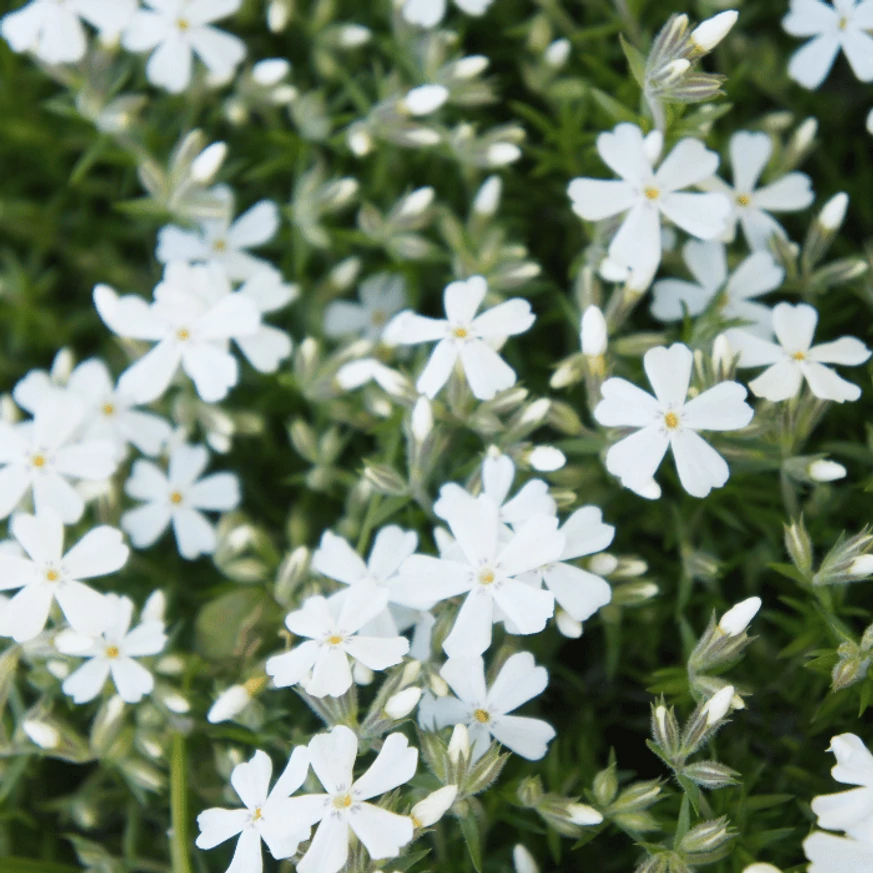 Phlox subulata CS9 - Fehér lángvirág