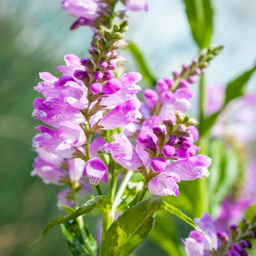 A Chrystal Peak Rose füzérajak virágzatai közelről.