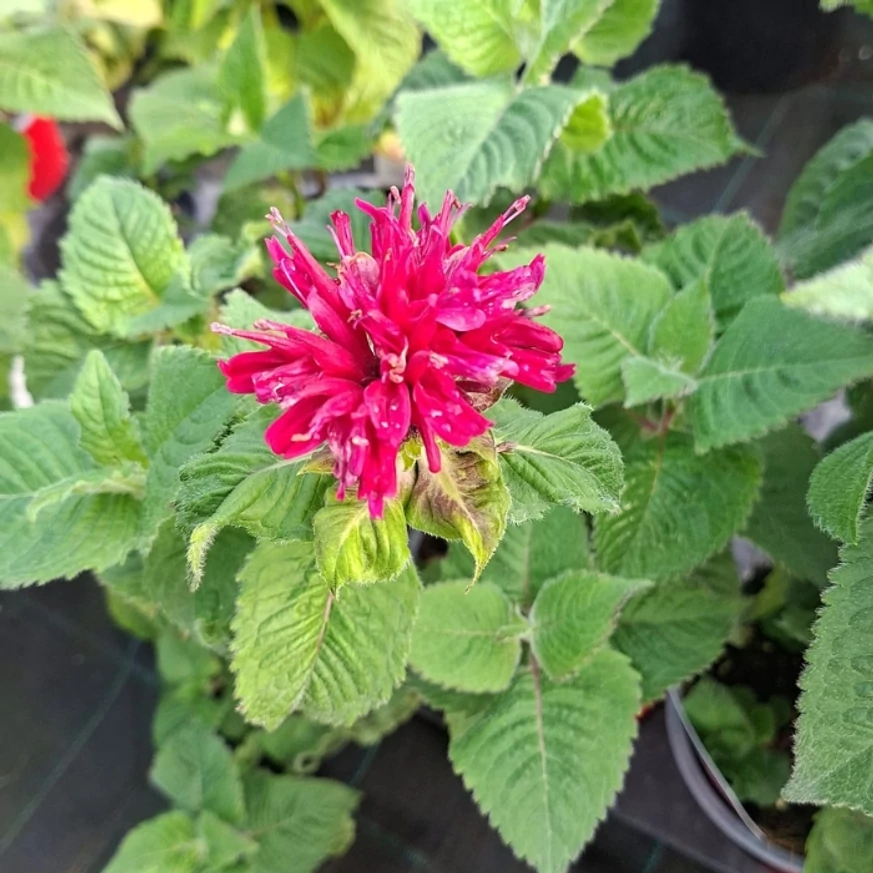 Kárminpiros méhbalzsam virágzó állapotban kertészetünkben szeptember közepén. 