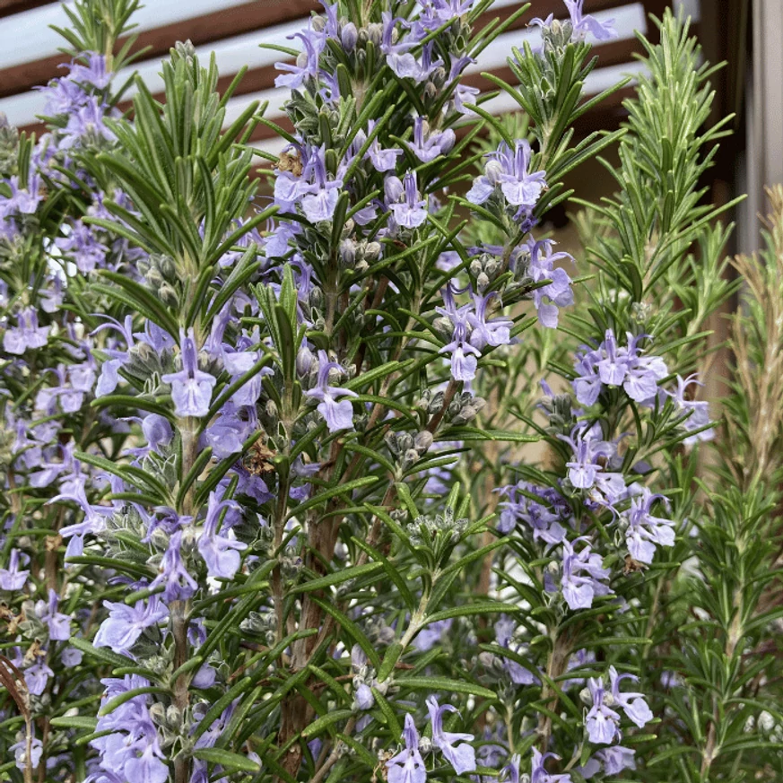 Rosmarinus officinalis - Rozmaring
