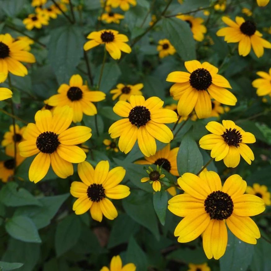 Dúsan virágzik nyáron a Rudbeckia triloba ellenálló évelő.