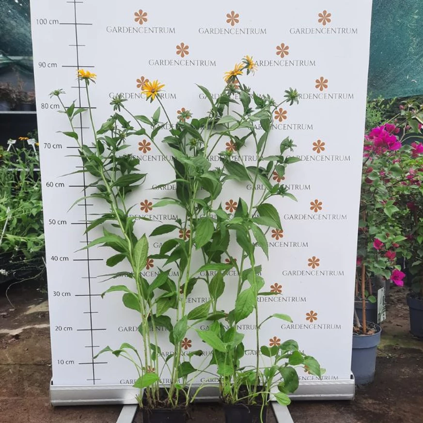 Rudbeckia fulgida - Pompás kúpvirág