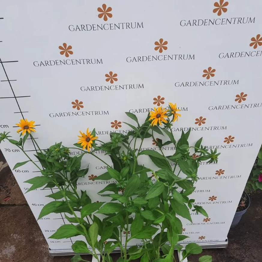 Rudbeckia fulgida - Pompás kúpvirág