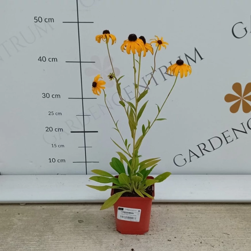 Rudbeckia fulgida - Pompás kúpvirág