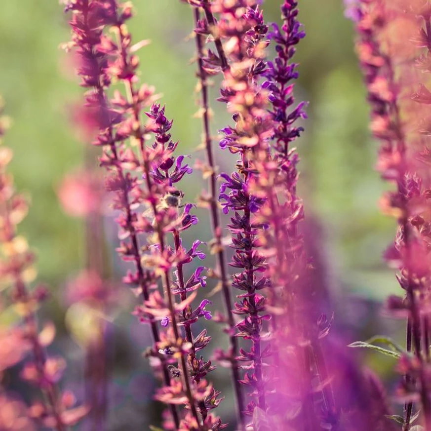 Salvia nemorosa Rose Marvel XL - Rózsaszín ligeti zsálya
