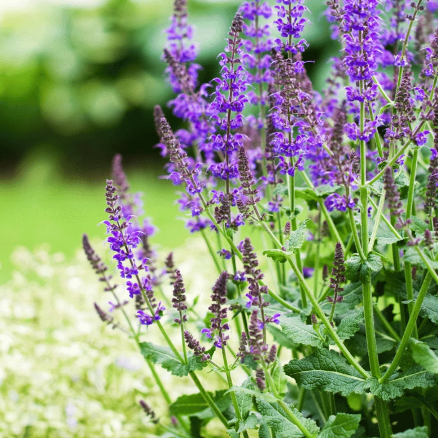 Salvia sylvestris Mainacht - Erdei zsálya