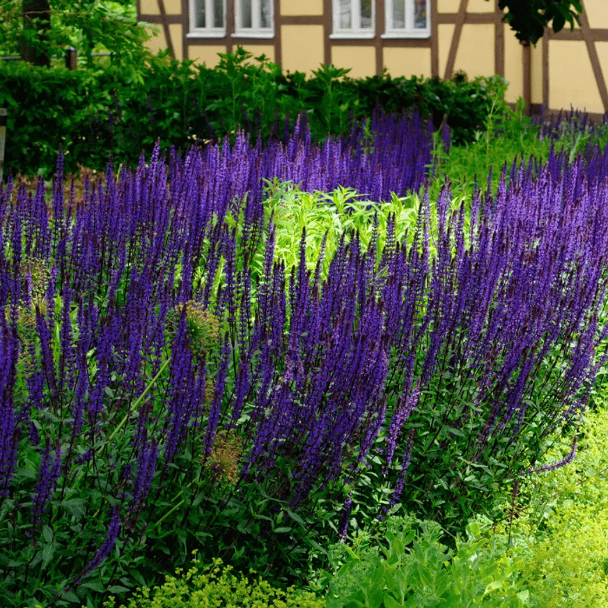 A Salvia szegélynövényként is ültethető nagyméretű ágyásokba.