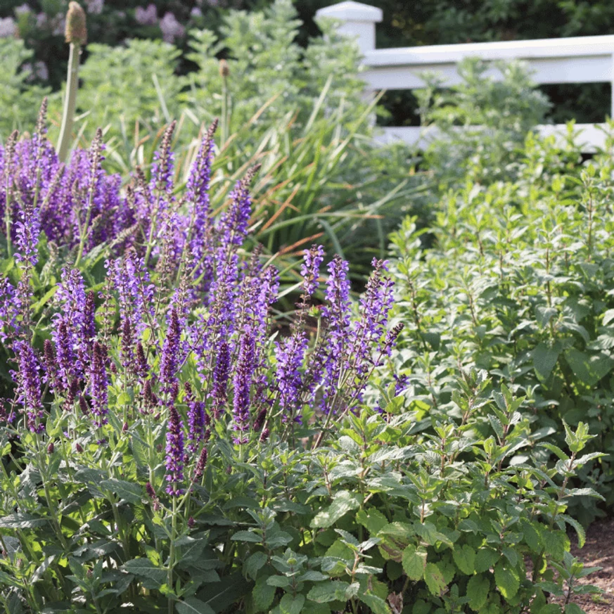 Salvia sylvestris Mainacht - Erdei zsálya