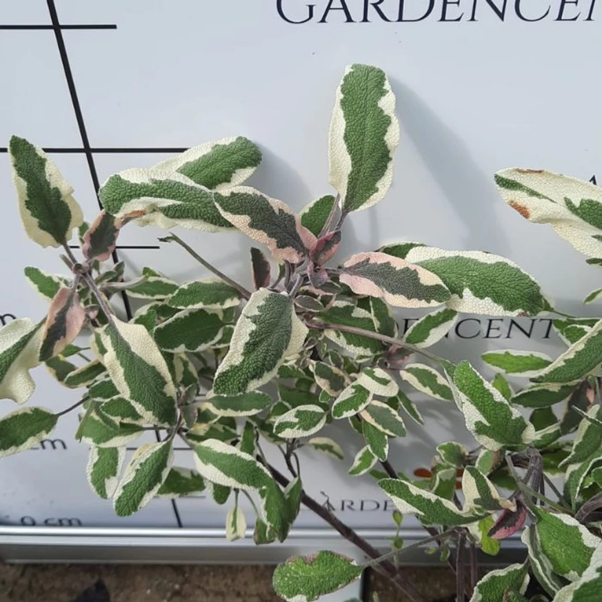 Közeli fotó a tarka levelű orvosi zsályáról a Gardencentrum.hu telephelyén.