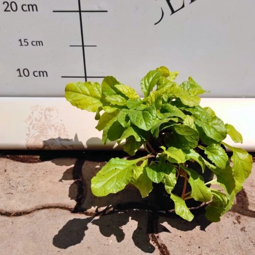Ajuga CS9 - Sárga levelű ínfű