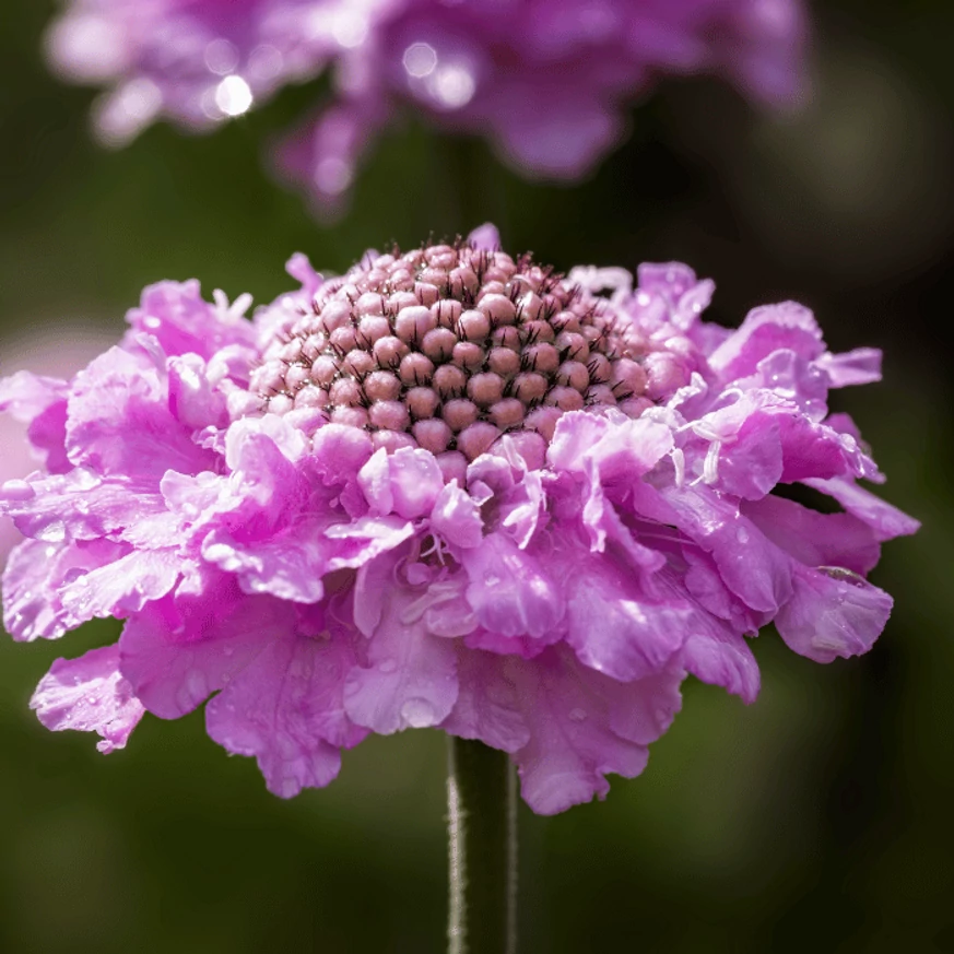 A Scabiosa columbaria Pink Mist, rózsaszín ördögszem virágzata. 