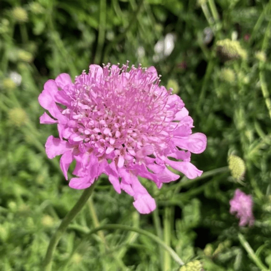 Scabiosa columbaria Pink Mist - Rózsaszín ördögszem