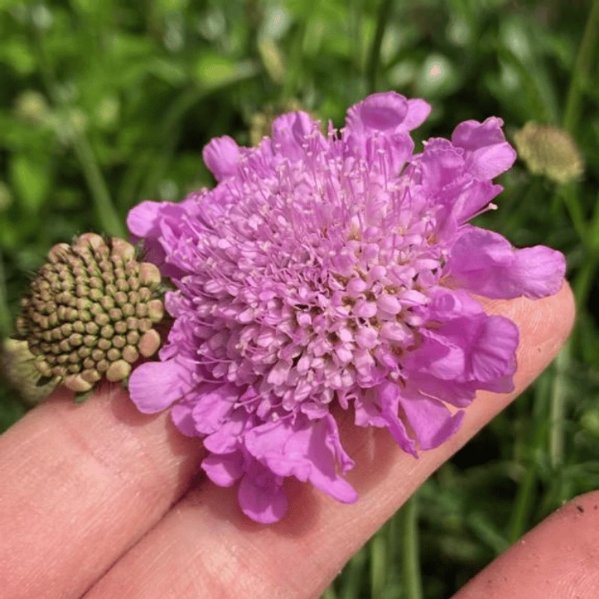 Scabiosa columbaria Pink Mist - Rózsaszín ördögszem