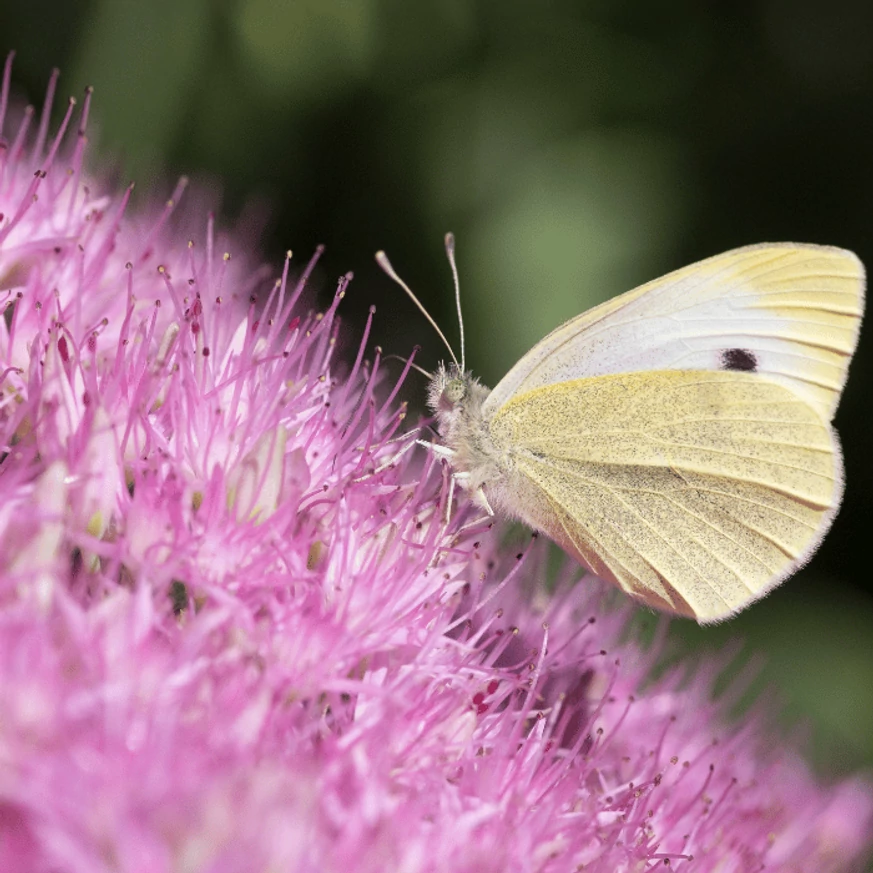 A pillangók is gyakori látogatói a Sedum spectabile-nak.