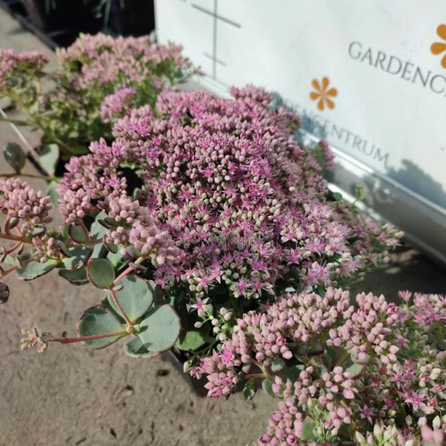 Az októberke virágzata közelről. 