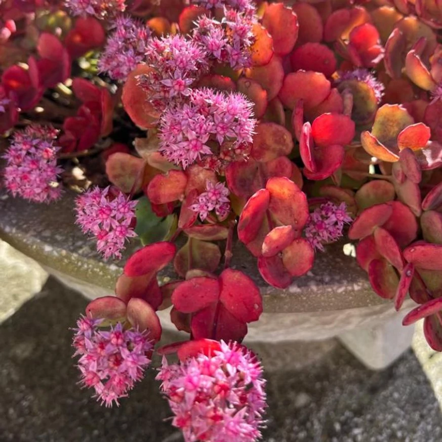 A sedum sieboldii, októberke őszi színeződésben.