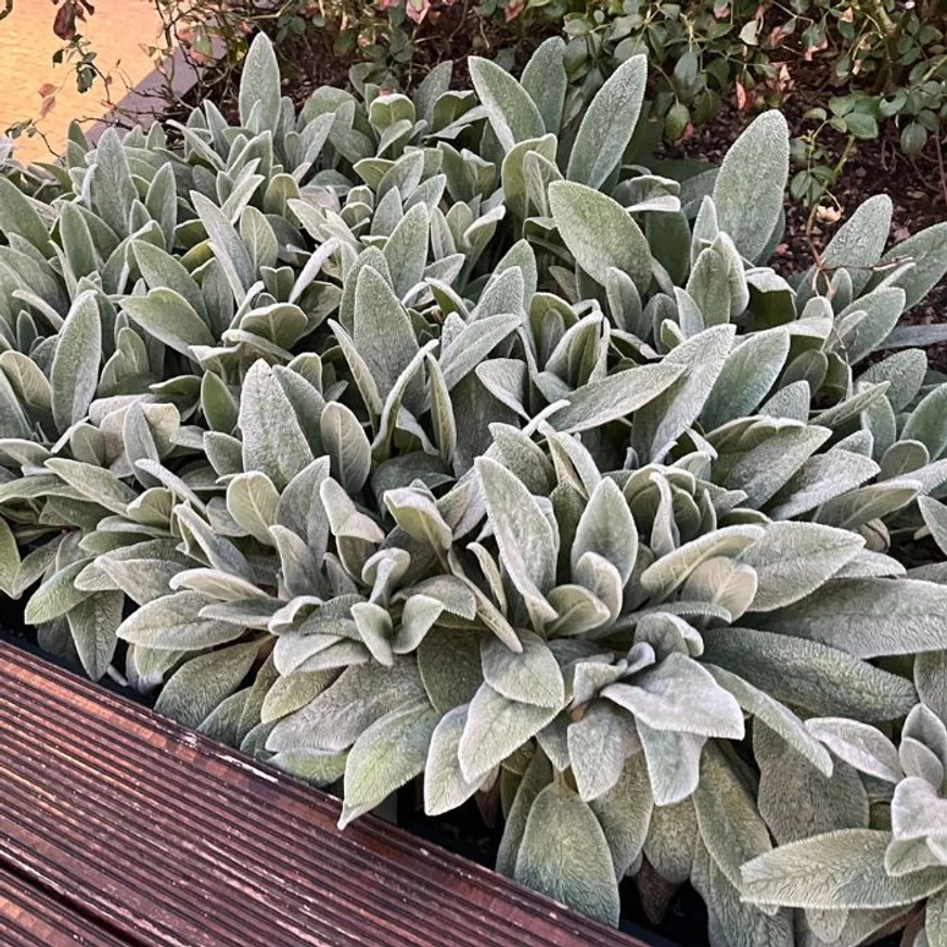 A Stachys byzantina levelei bokrosan, sűrűn nőnek.