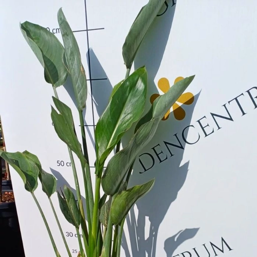 Strelitzia reginae CS17 - Pompás papagájvirág
