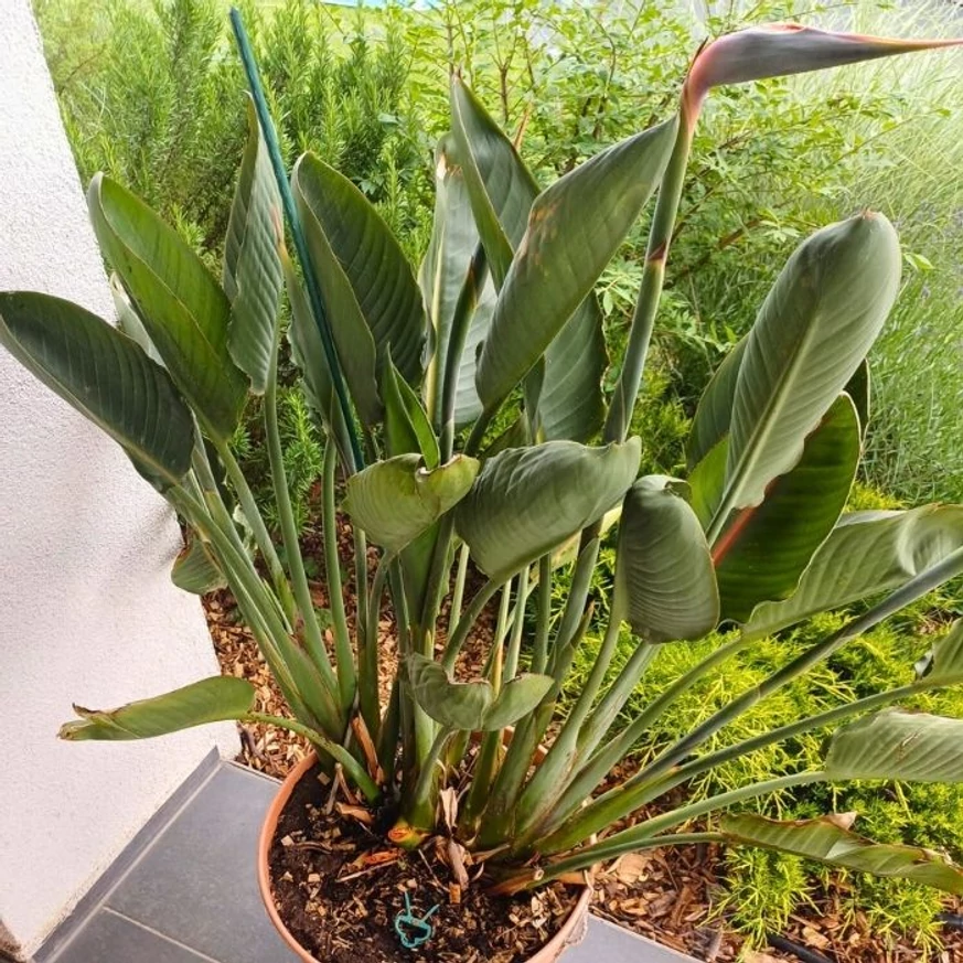 Strelitzia reginae CS17 - Pompás papagájvirág
