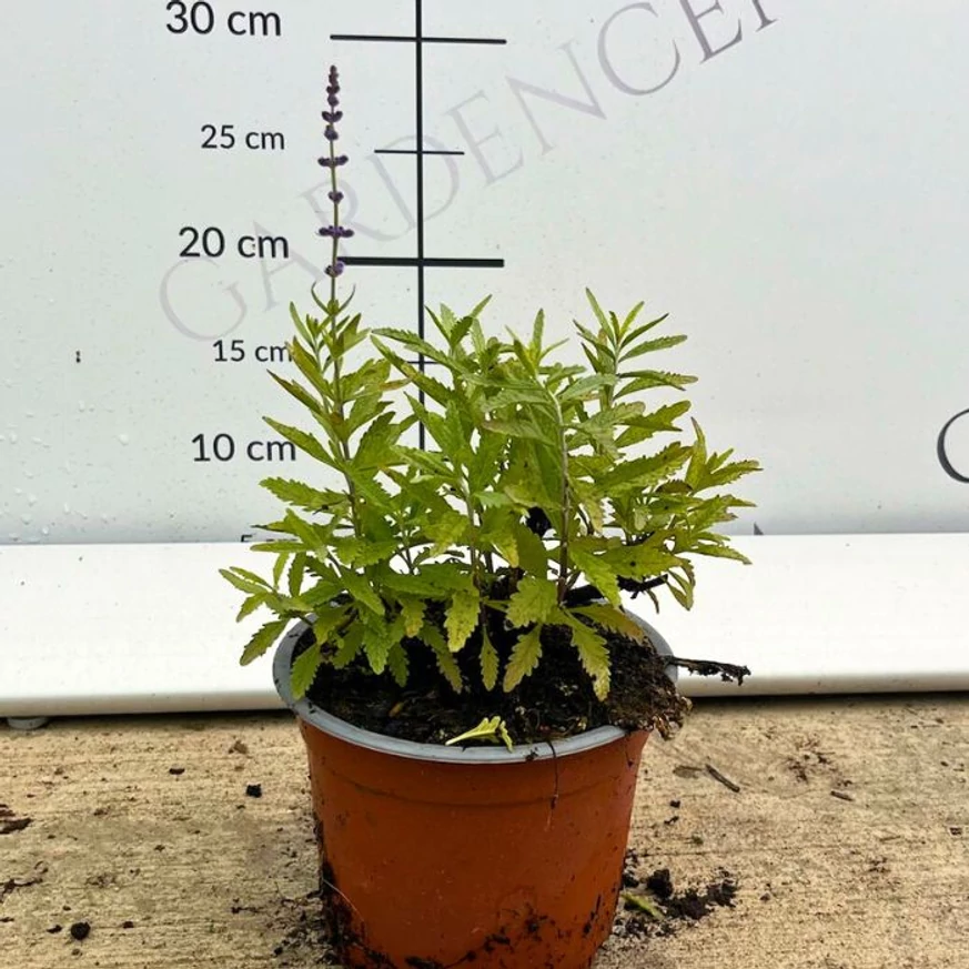 Perovskia atriplicifolia CS14 - Sudárzsálya