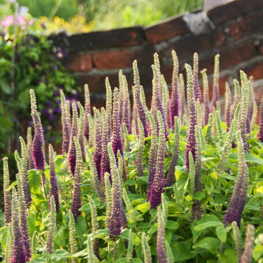 A Teucrium hyrcanicum évelő kifejlett kori habitusa és virágzása.
