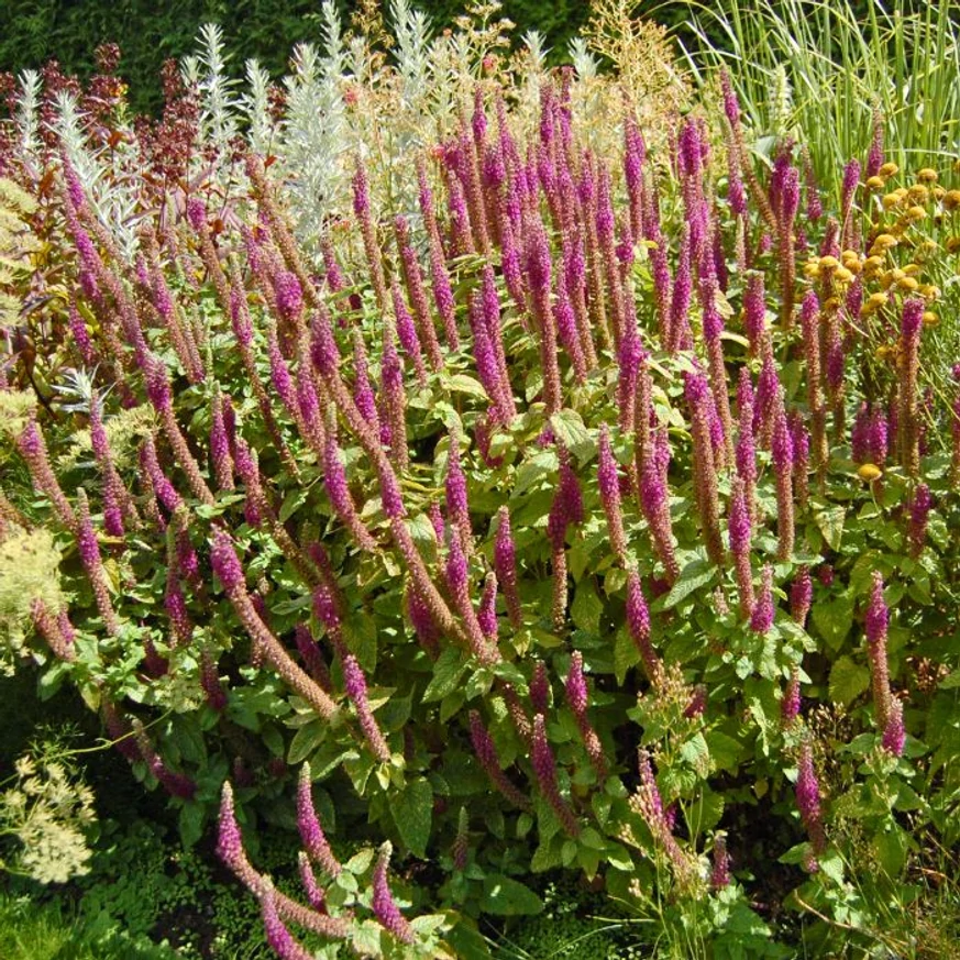 Teucrium hyrcanicum évelő mediterrán növénytársításban.