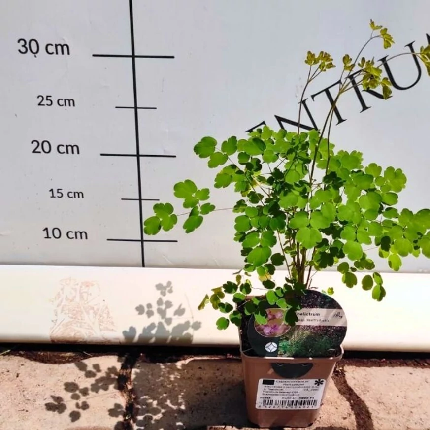 Thalictrum delavayi Hewitt's Double - Duplavirágú borkóró