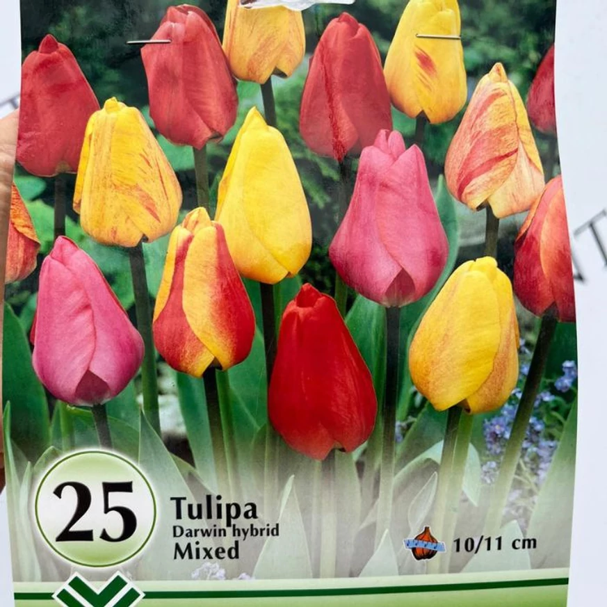 A Darwin tulipánhagyma csomag kinézete.