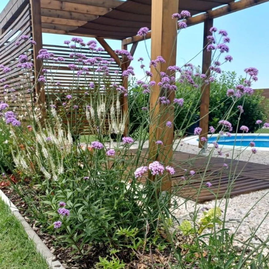 Verbena bonariensis CS9 - Ernyős verbéna