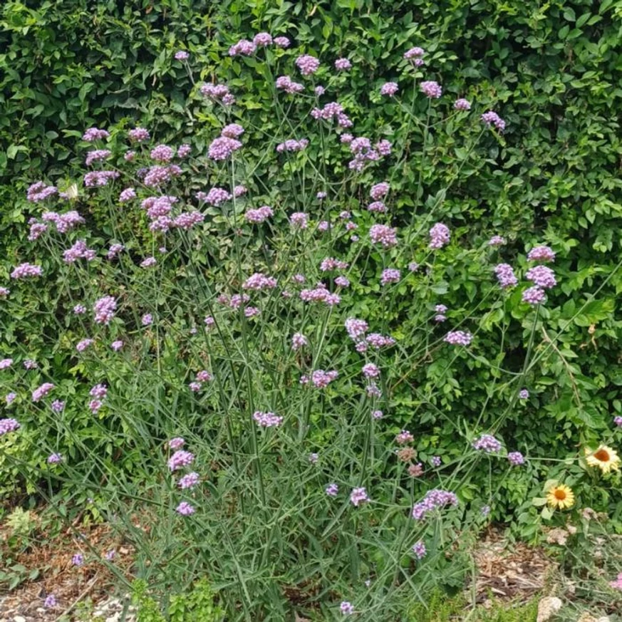 Verbena bonariensis CS9 - Ernyős verbéna