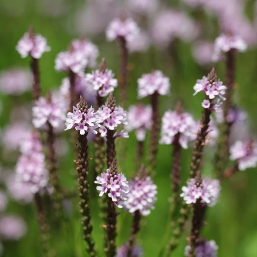 Verbena hastata Rosea virágzása. 