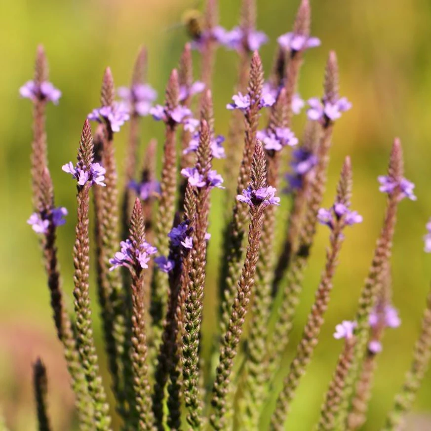 Nyárból őszbe nyúlóan virágzik a Verbena hastata.