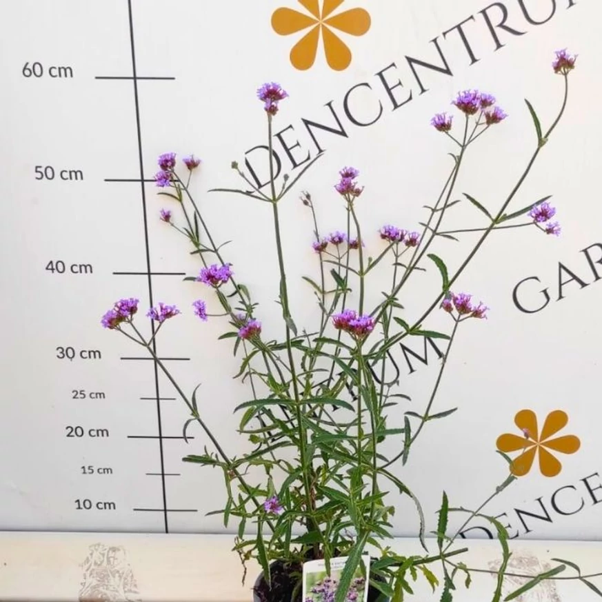 Verbena bonariensis Lollipop CS14 - Alacsony ernyős verbéna